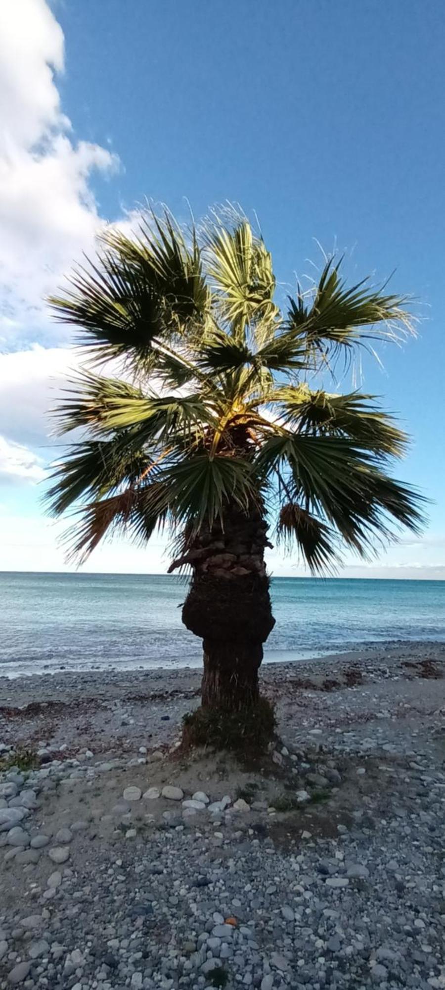 Mana Mia Seaside Apartments Leptokarya  Dış mekan fotoğraf